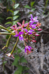 Epidendrum denticulatum