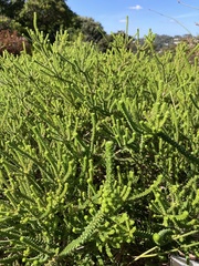 Agathosma apiculata