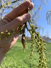 Populus deltoides
