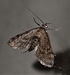 Parapoynx crisonalis