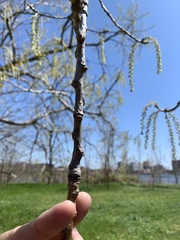 Populus deltoides