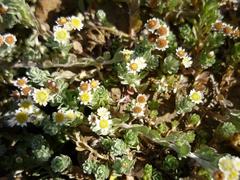 Gnaphalium declinatum