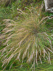 Festuca coxii