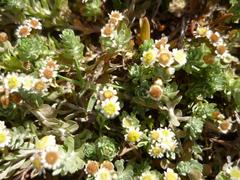 Gnaphalium declinatum