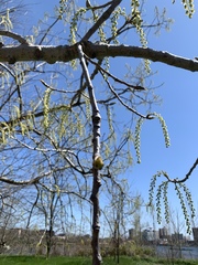 Populus deltoides