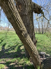 Populus deltoides