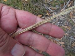 Austrostipa mollis