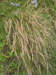 Festuca coxii