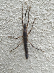 Peruphasma pentlandi