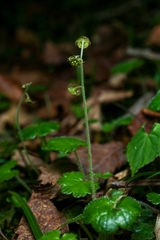 Asimitellaria pauciflora
