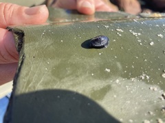 Fissurella natalensis