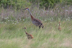 Antigone canadensis pulla