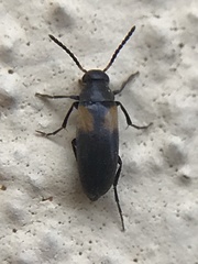 Anaspis fasciata