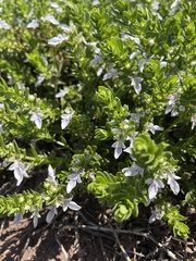 Teucrium townsendii