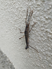 Peruphasma pentlandi