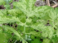 Chelidonium majus