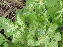 Chelidonium majus