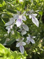 Teucrium townsendii