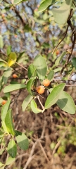 Cordia sinensis