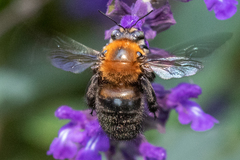 Xylocopa flavorufa