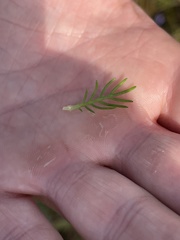 Euryops pinnatipartitus