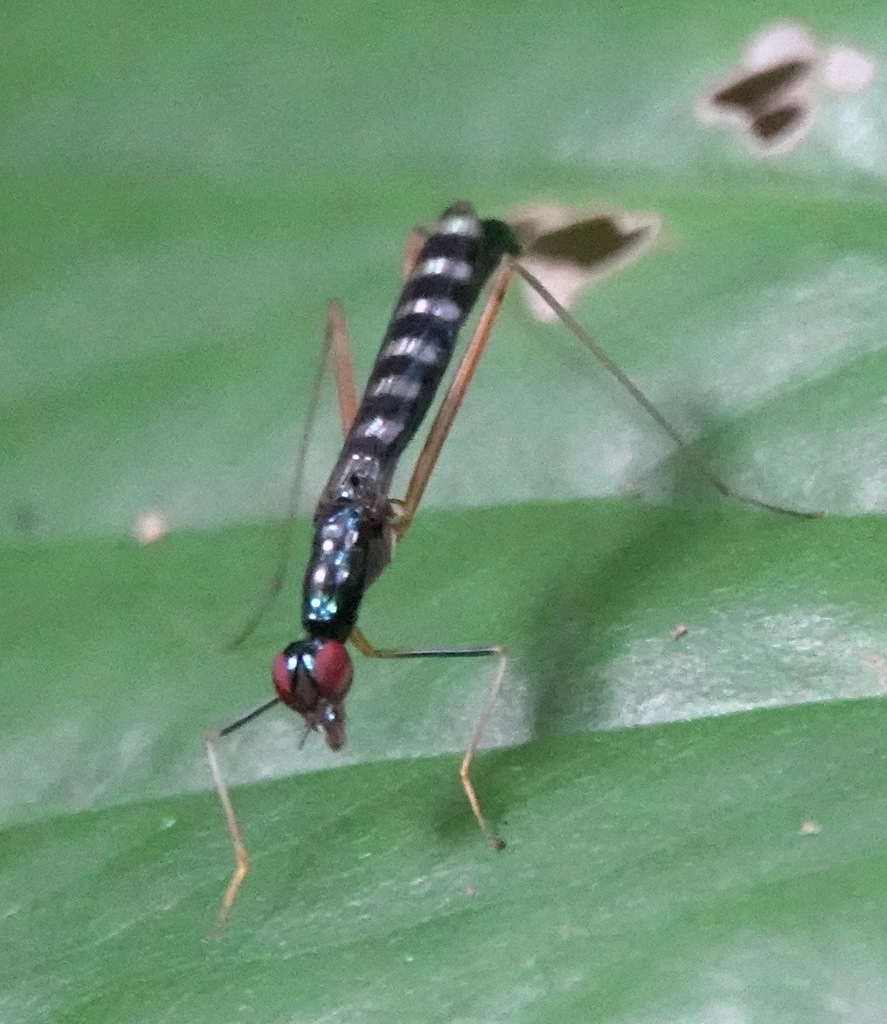 Eurybata