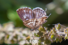 Leptotes pirithous