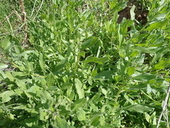 Asperugo procumbens