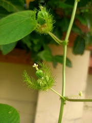 Passiflora foetida