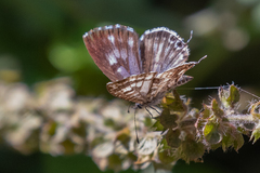 Leptotes pirithous