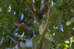 Oxyruncus cristatus