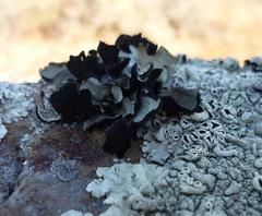 Xanthoparmelia hottentotta