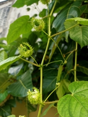 Passiflora foetida