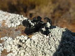 Xanthoparmelia hottentotta