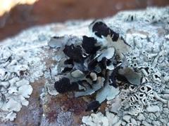 Xanthoparmelia hottentotta