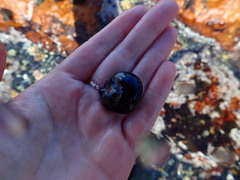 Crepipatella capensis