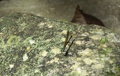 Neurobasis luzoniensis