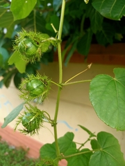 Passiflora foetida