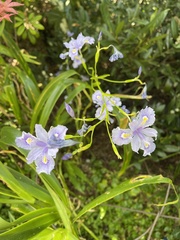 Iris confusa