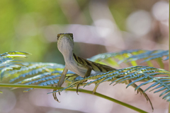 Enyalius