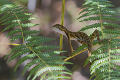 Enyalius
