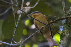 Anabacerthia lichtensteini