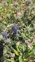 Eryngium dilatatum