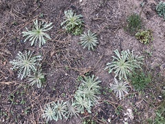 Anisocoma acaulis