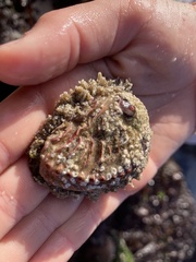 Haliotis spadicea