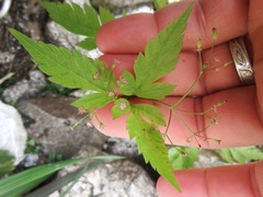 Osmorhiza purpurea