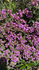 Thymus camphoratus