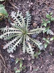 Anisocoma acaulis