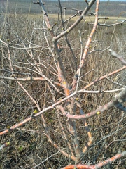 Crataegus maximowiczii