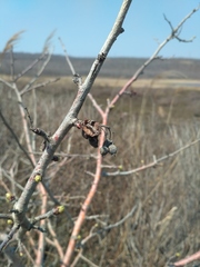 Crataegus maximowiczii